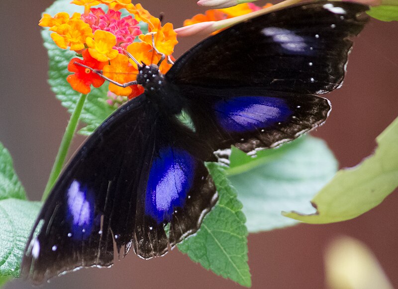 File:Unidentified butterfly 01.jpg