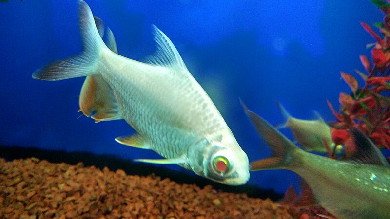 File:Unidentified fish at Kanpur Zoo.jpg