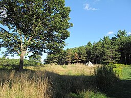 Supra Herbejo, Doyle Community Park, Leominster MA.jpg