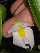 Utricularia endresii