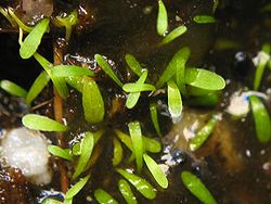 Utricularia simplex 3.jpg