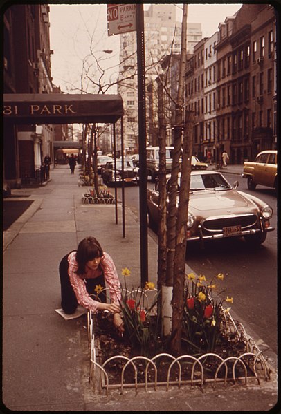 File:VOLUNTEER GARDENER TENDS TINY FLOWER PLOT ON 62ND STREET BETWEEN PARK AND LEXINGTON AVENUES IN MIDTOWN MANHATTAN.... - NARA - 551780.jpg