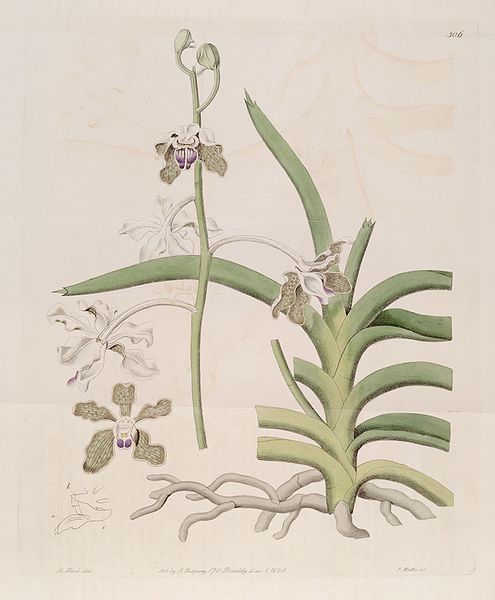 File:Vanda tessellata (as Vanda roxburghii) - Bot. Reg. 6 pl.506 (1820).jpg