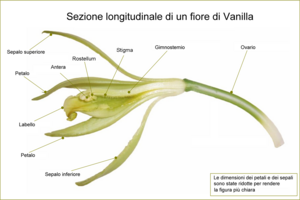 Vanilla Planifolia: Etimologia, Descrizione, Distribuzione e habitat