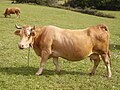 Villard-de-Lans (race bovine)