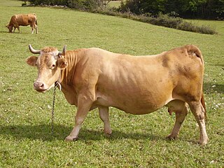 <span class="mw-page-title-main">Villard-de-Lans (cattle breed)</span> French cattle breed