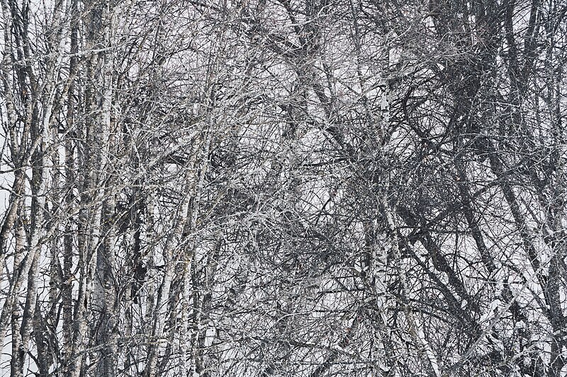 File:Vinterfoto fra Kolbu og Lund 18.jpg
