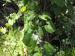 <i>Vitis girdiana</i> Species of grapevine