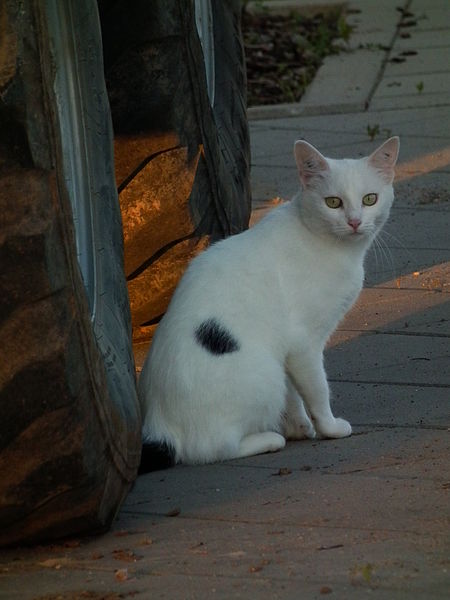 File:Weiße Katze schwarzer Fleck.JPG