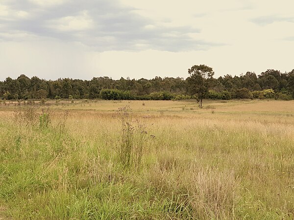 The typical savanna landscape of the parkland in Bungaribee (Blacktown).