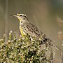 Thumbnail for File:Western Meadowlark (53369679545).jpg