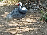 Crane, White-naped Grus vipio