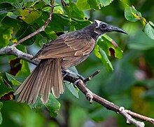 White-streaked Friarbird 0A2A6325 (cropped).jpg