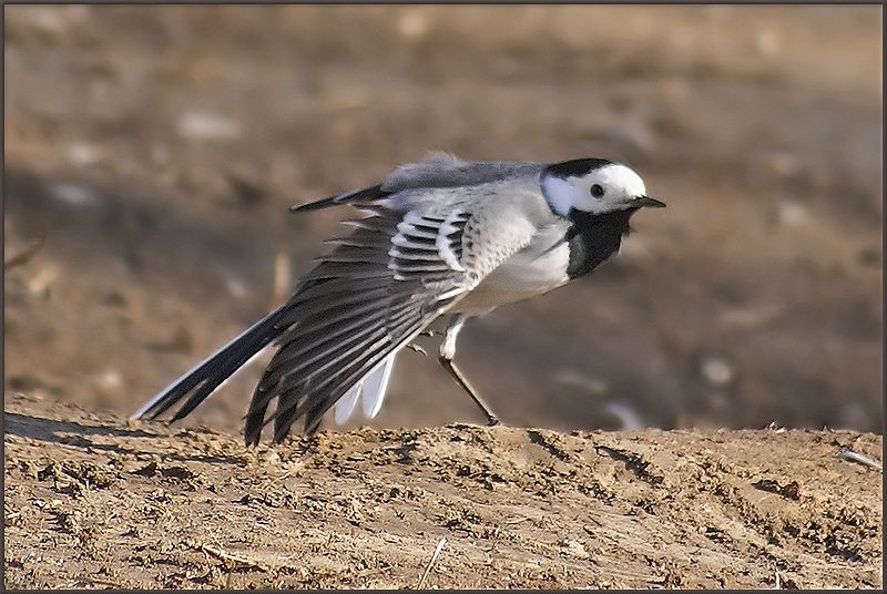 File:White Wagtail 05apr2007 13.jpg