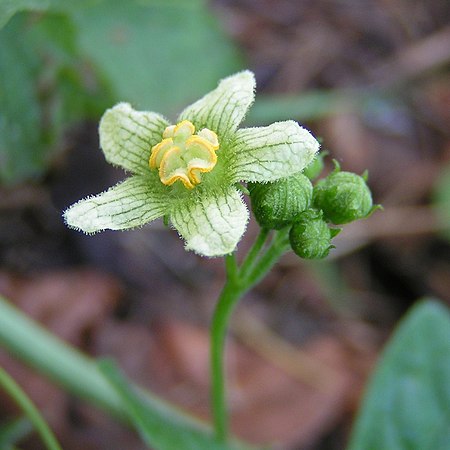 Tập_tin:White_bryony_male_close_800.jpg