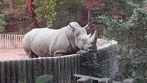 서울대공원에 있는 흰코뿔소