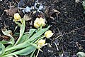 * Nomination Wilted flowers on the cemetery Friedhof Obermenzing - a former tulip bouquet thrown on the compost heap. --Kritzolina 18:38, 2 April 2023 (UTC) * Promotion  Support Good quality. --Poco a poco 20:30, 2 April 2023 (UTC)