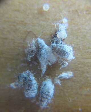 <span class="mw-page-title-main">Woolly elm aphid</span> Species of insect