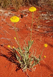 Xerochrysum bracteatum in Australia on a dune