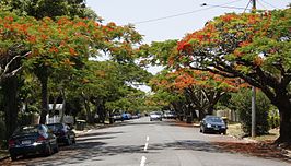 Yabba Street, Ascot