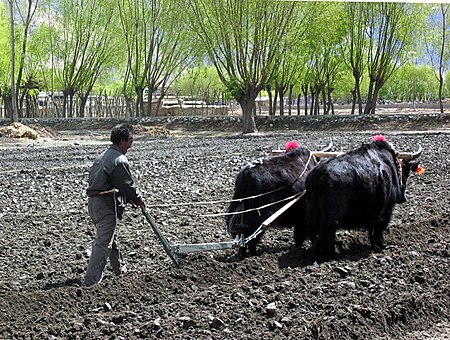 Tập_tin:Yaks_still_provide_the_best_way_to_plow_fields_in_Tibet.jpg