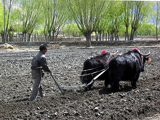 Yaks plowing fields in Tibet