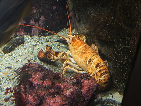 Tập_tin:Yellow-lobster.jpg