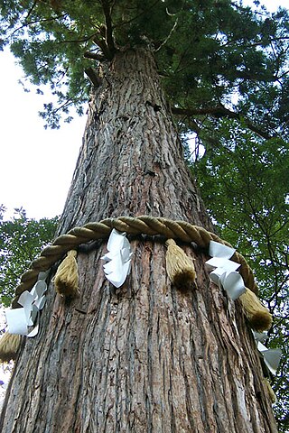 <i>Shinboku</i> Sacred trees in Shinto beliefs