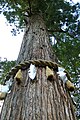 由岐神社の杉に巻かれた注連縄