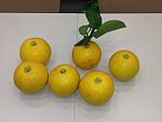 柚柑（英语：Yukou (Japanese citrus)） Yukou