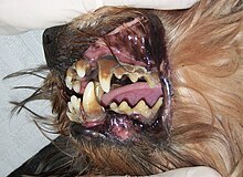 Veterinary dentistry -