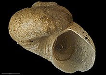 Zalipais turneri Powell, 1939 (AM MA70857-2) .jpg