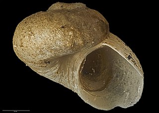 <i>Zalipais turneri</i> Species of gastropod