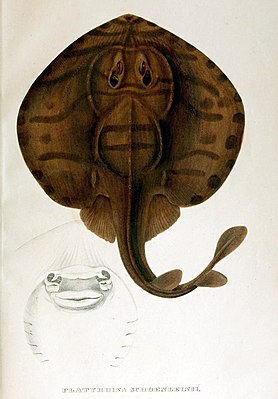 Drawing of Zanobatus schoenleinii from the first description