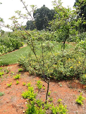 Zanthoxylum acanthopodium var. timbor - Kunming Botanical Garden - DSC03185.JPG