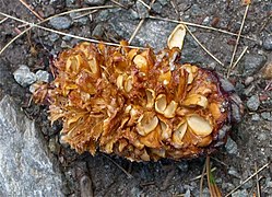 Pinus cembra cone with seeds harvested by Nucifraga caryocatactes