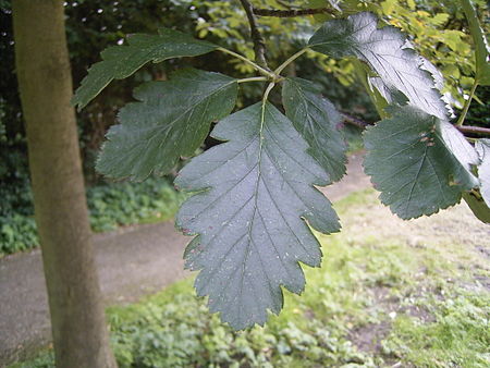 Sorbus_intermedia