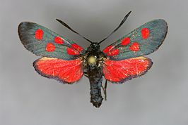 Zygaena angelicae