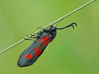 Narrow-bordered Five-spot Burnet (Zygaena lonicerae)