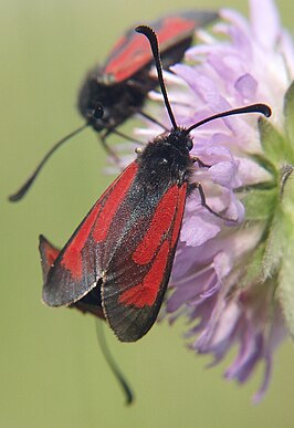 Zygaena minos