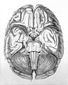 "Anatomie et physiologie..." F.J. Gall & J.C. Spurheim, 1810 Wellcome L0020347.jpg