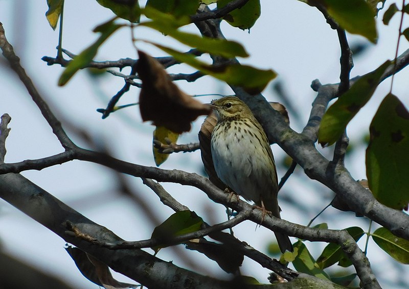 File:Šumska trepteljka (Anthus trivialis) Tree Pipitt1.jpg