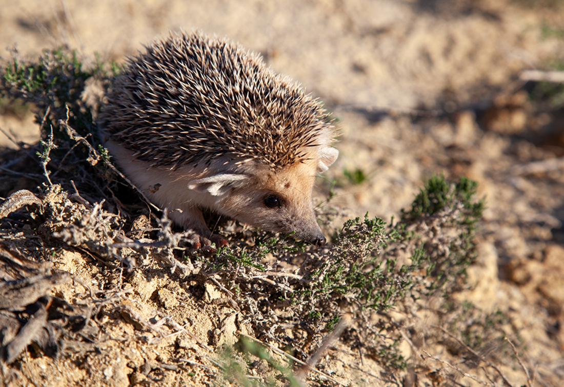 Mesechinus dauuricus