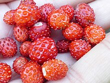 Wild strawberry collected in the forest in the Middle Urals Zemlianika lesnaia (Fragaria vesca) f001.jpg