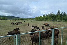 Wood bison reintroduction program in Sakha Republic. Kruiz Iakutsk - Lenskie stolby - Tiksi - Iakutsk, 2017 (042).jpg