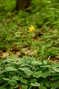 Тюльпан дібровний (Tulipa quercetorum) в заказнику Берестово