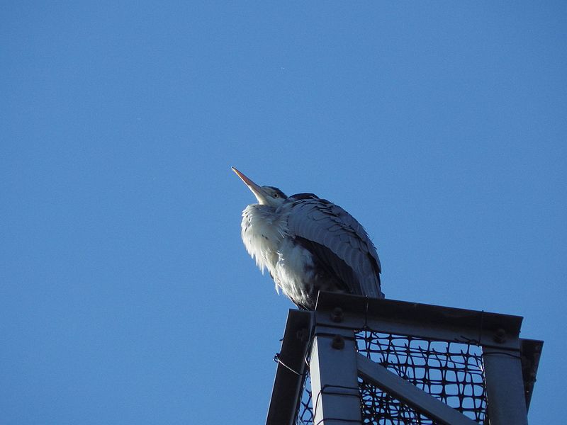 File:アオサギ (蒼鷺) (Grey heron) (Ardea cinerea) (23372555415).jpg