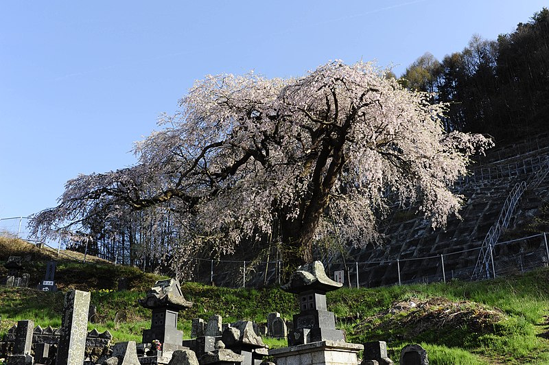 File:善光寺の桜 - panoramio.jpg