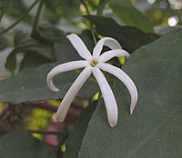 素馨屬 Jasminum adenophyllum -泰國清邁花展 Royal Flora Ratchaphruek, Thailand- (9229775442).jpg