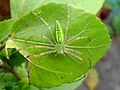 (Peucetia viridans) Green lynx spider spotted at Madhurawada.JPG